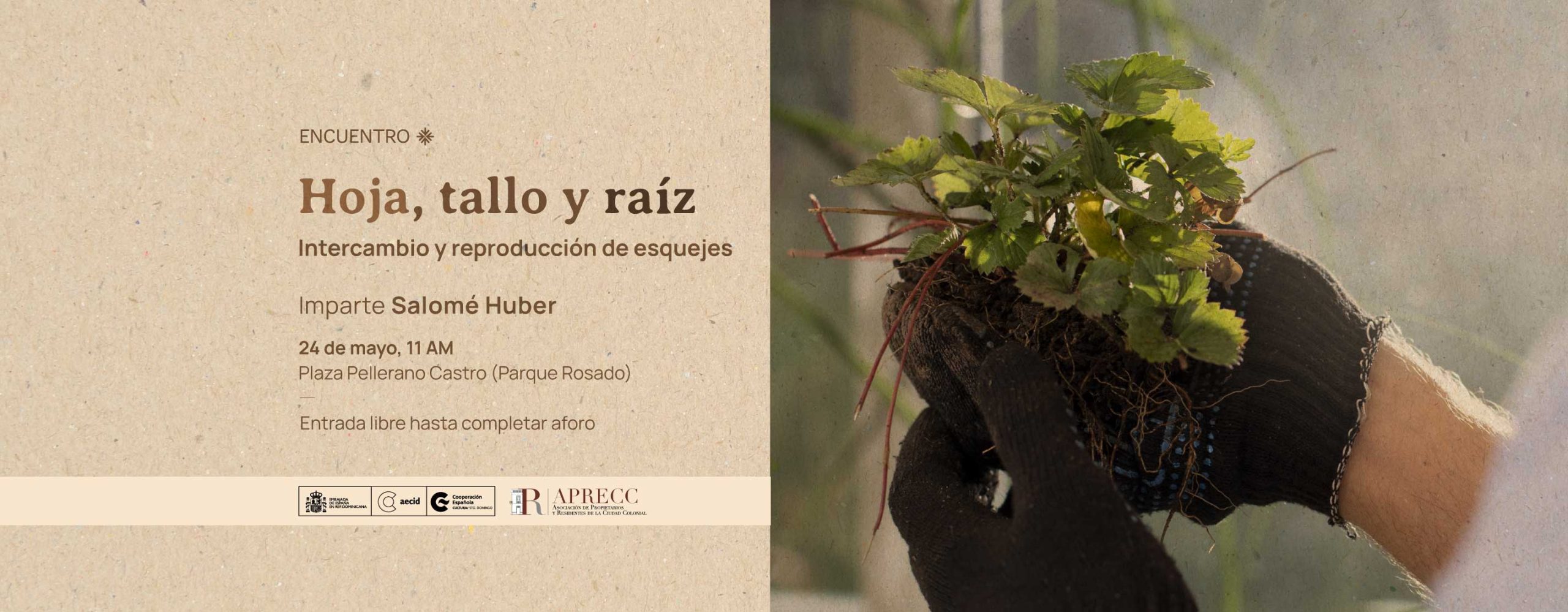 Hoja tallo y raz