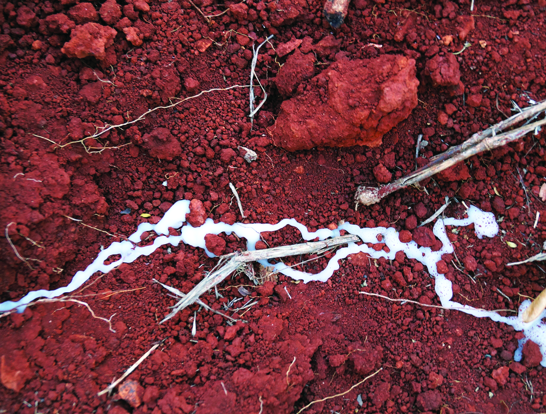 CANCIN DE LA VOZ FLORECIDA